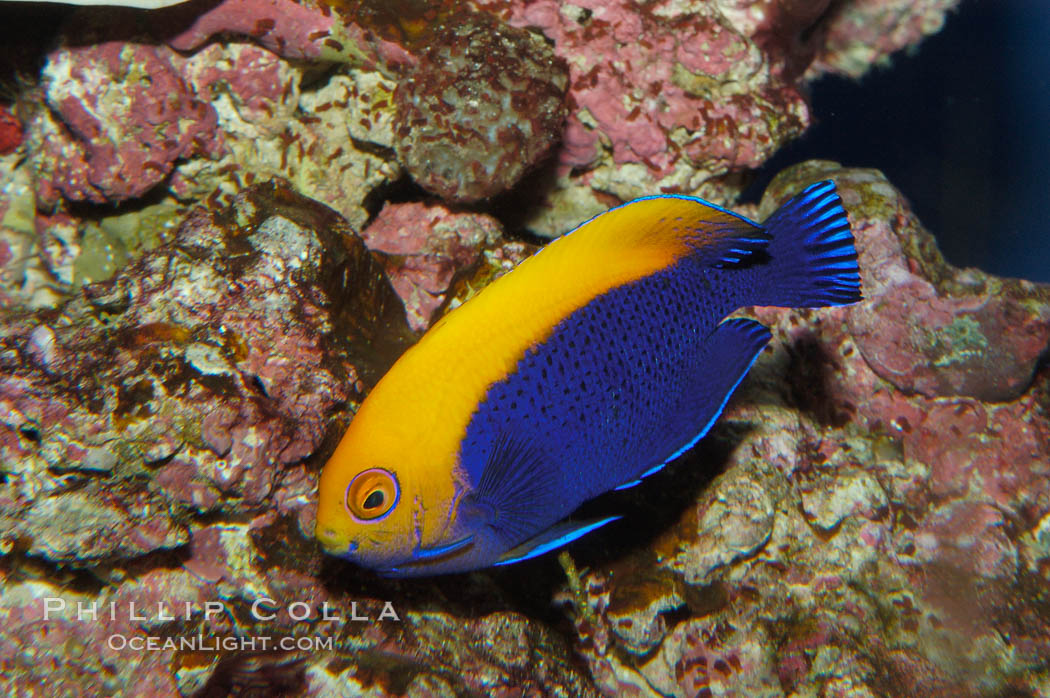 Flameback angelfish., Centropyge aurantonotus, natural history stock photograph, photo id 08660