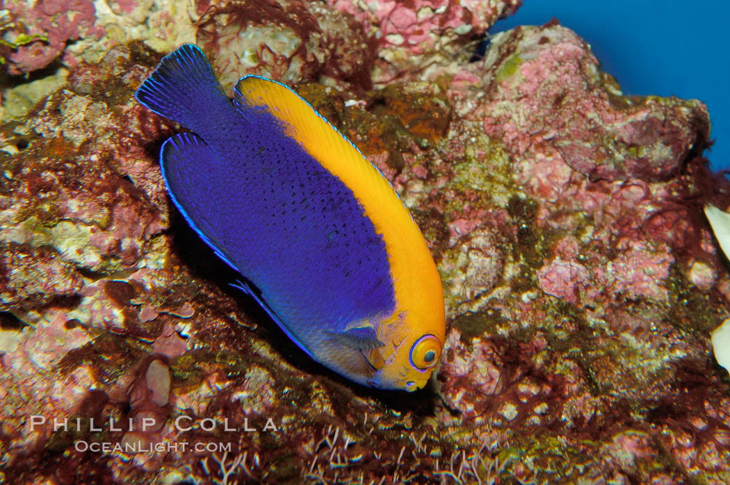 Flameback angelfish., Centropyge aurantonotus, natural history stock photograph, photo id 09448