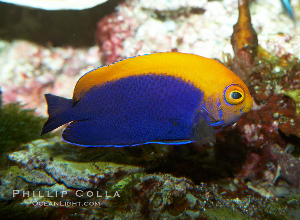 Flameback angelfish., Centropyge aurantonotus, natural history stock photograph, photo id 11792