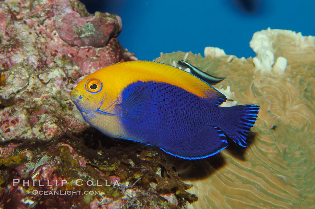 Flameback angelfish., Centropyge aurantonotus, natural history stock photograph, photo id 08659