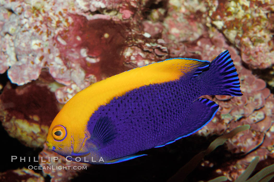 Flameback angelfish., Centropyge aurantonotus, natural history stock photograph, photo id 09447