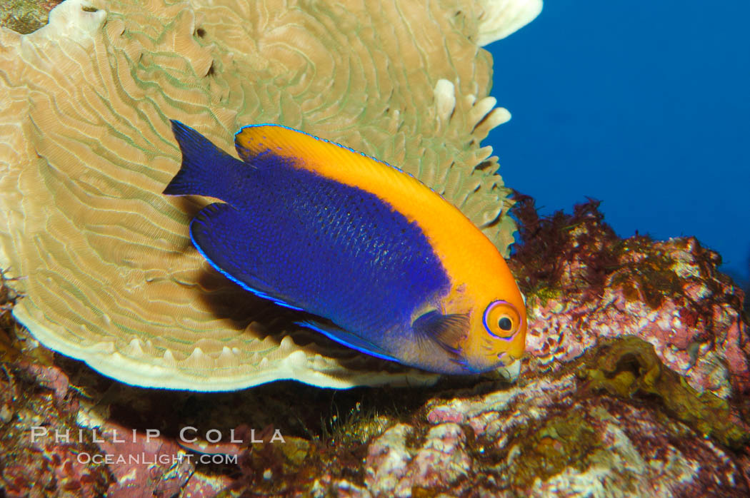 Flameback angelfish., Centropyge aurantonotus, natural history stock photograph, photo id 08661