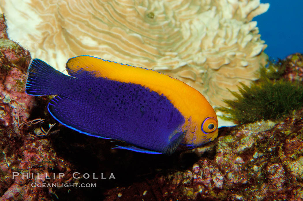 Flameback angelfish., Centropyge aurantonotus, natural history stock photograph, photo id 09449