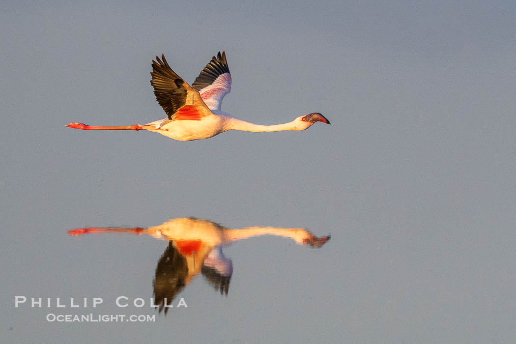 Flamingo, Amboseli National Park, Kenya, Phoenicopterus roseus