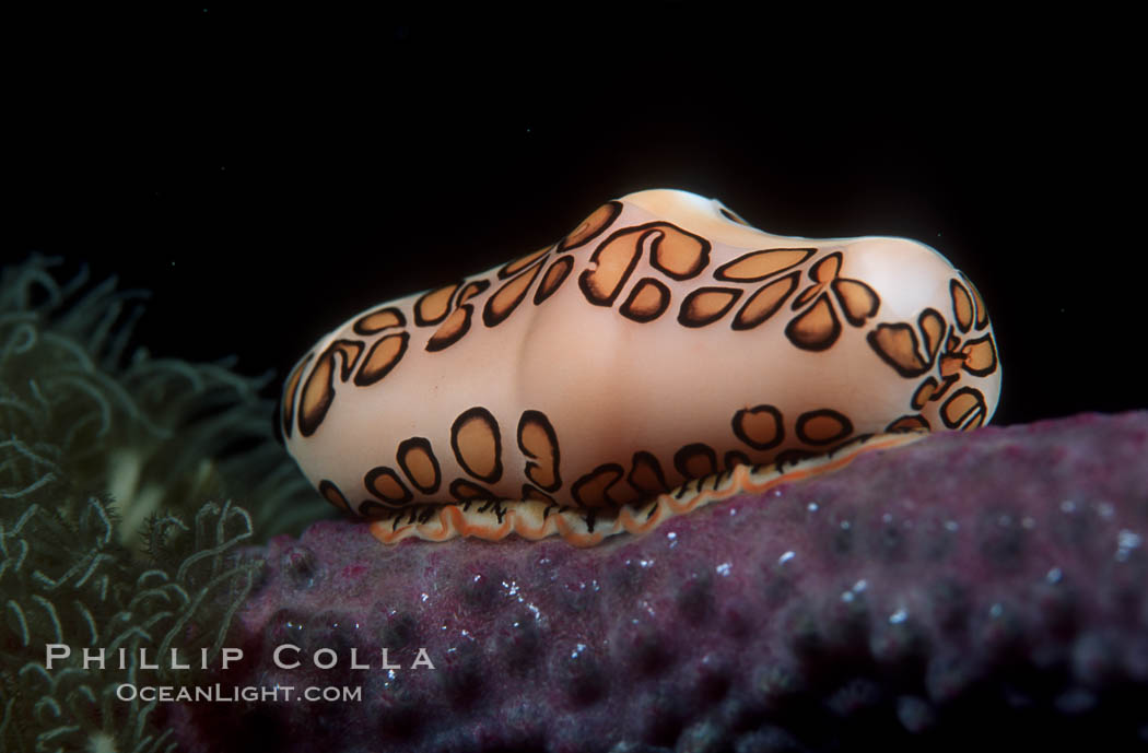 Flamingo tongue snail. Roatan, Honduras, Cyphoma gibbosum, natural history stock photograph, photo id 02554