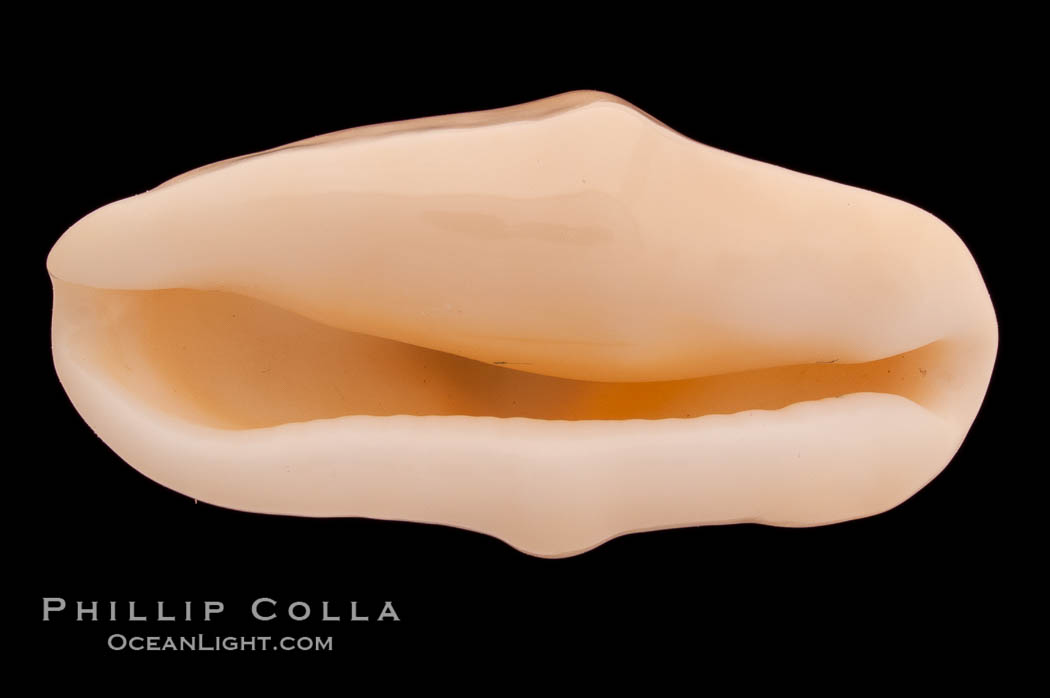 Flamingo tongue cowrie., Cyphoma gibbosum, natural history stock photograph, photo id 08630