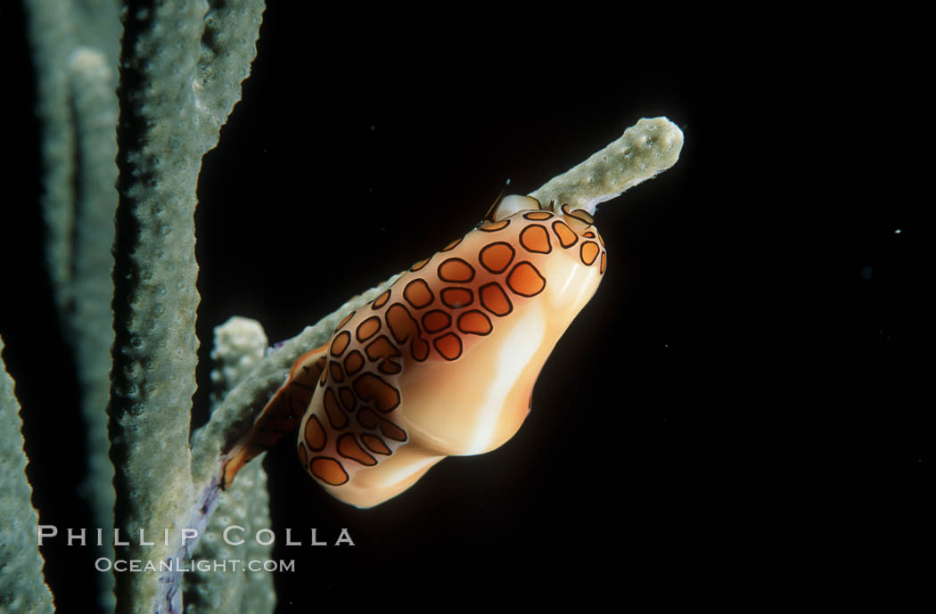 Flamingo tongue snail. Roatan, Honduras, Cyphoma gibbosum, natural history stock photograph, photo id 05408