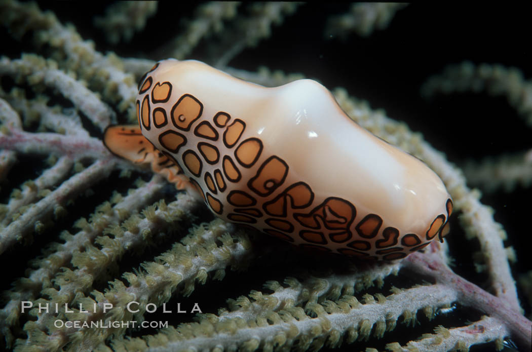 Flamingo tongue snail. Roatan, Honduras, Cyphoma gibbosum, natural history stock photograph, photo id 02567