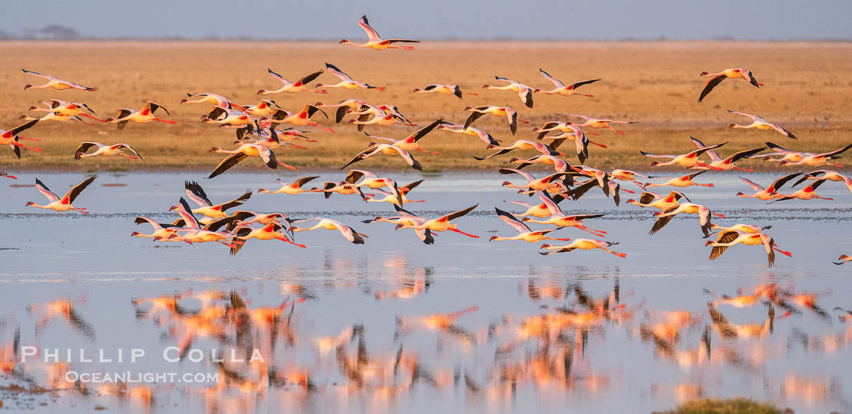 Flamingos, Amboseli National Park, Kenya., Phoenicopterus roseus, natural history stock photograph, photo id 39602