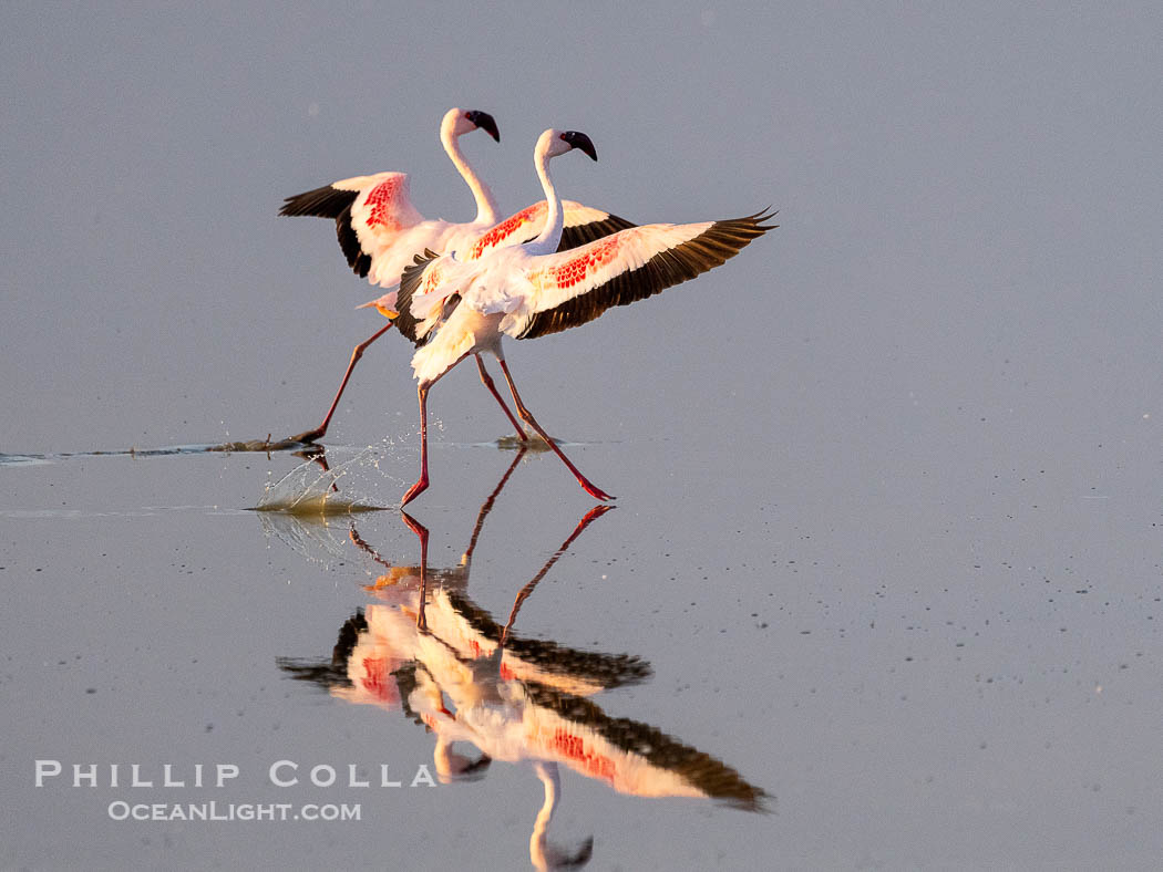 Flamingos, Amboseli National Park, Kenya., Phoenicopterus roseus, natural history stock photograph, photo id 39604