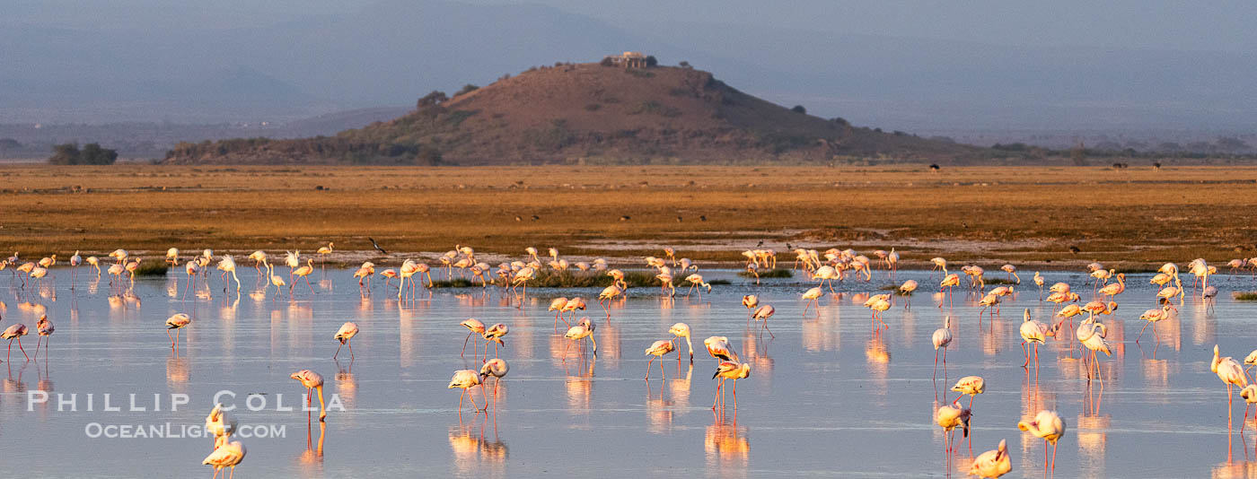 Flamingos, Amboseli National Park, Kenya., Phoenicopterus roseus, natural history stock photograph, photo id 39603