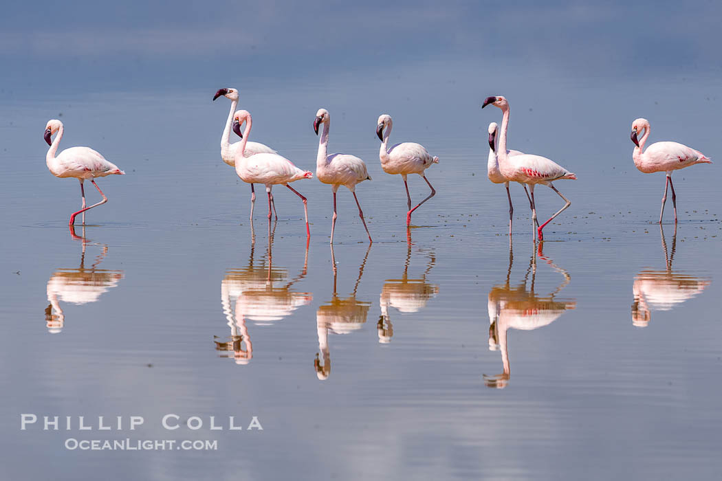 Flamingos, Amboseli National Park, Kenya., Phoenicopterus roseus, natural history stock photograph, photo id 39577