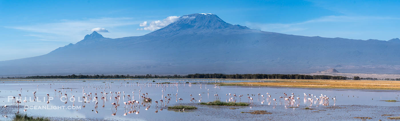 Flamingos, Kilimanjaro and Lake Kioko, Amboseli National Park., Phoenicopterus roseus, natural history stock photograph, photo id 39546