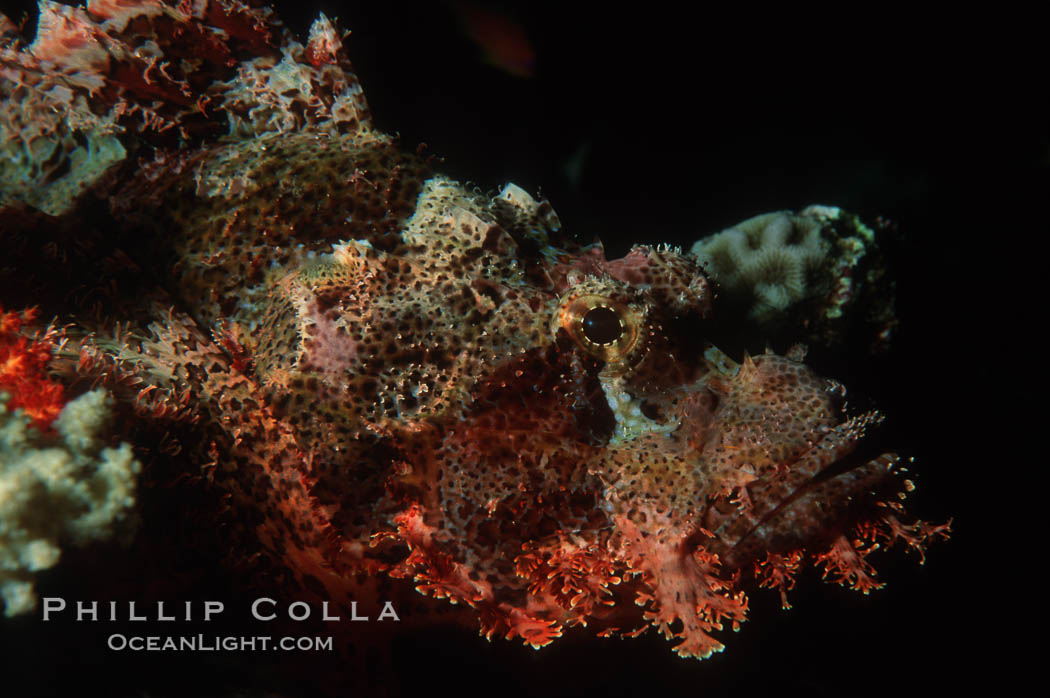 Flathead scorpionfish. Egyptian Red Sea, Scorpaenopsis oxycephala, natural history stock photograph, photo id 07100