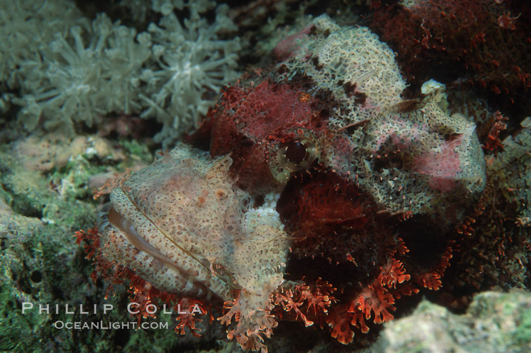 Flathead scorpionfish. Egyptian Red Sea, Scorpaenopsis oxycephala, natural history stock photograph, photo id 07099