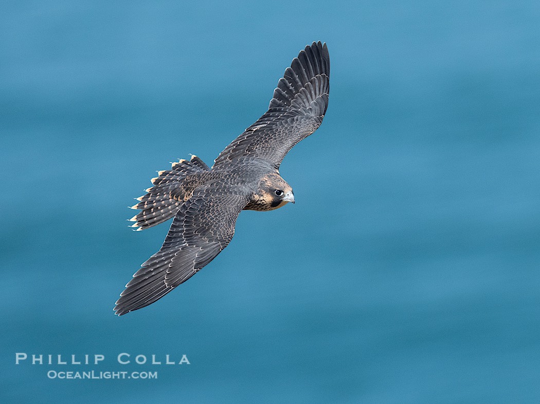 Fledgeling Peregrine Falcon in flight, juvenile, over the Pacific Ocean, Torrey Pines State Natural Reserve., Falco peregrinus, natural history stock photograph, photo id 41750