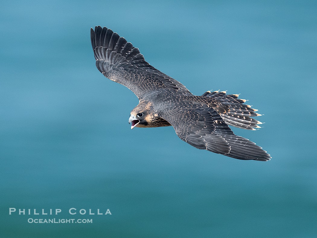Fledgeling Peregrine Falcon in flight, juvenile, over the Pacific Ocean, Torrey Pines State Natural Reserve., Falco peregrinus, natural history stock photograph, photo id 41758