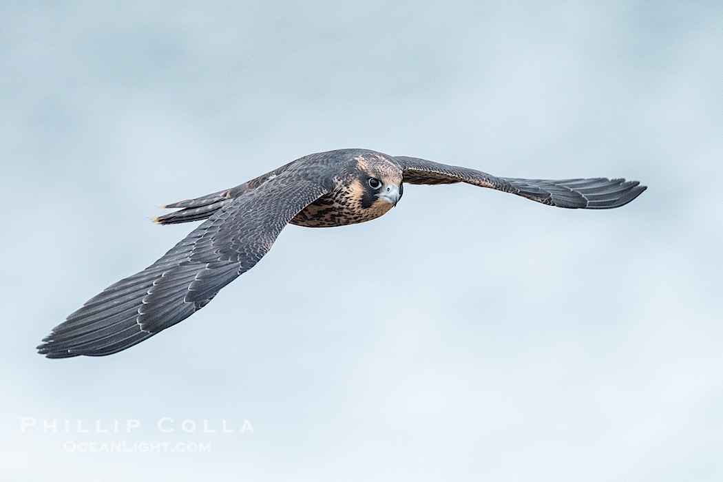 Fledgeling Peregrine Falcon in flight, juvenile, over the Pacific Ocean, Torrey Pines State Natural Reserve., Falco peregrinus, natural history stock photograph, photo id 41741