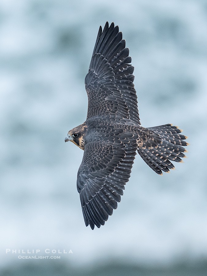 Fledgeling Peregrine Falcon in flight, juvenile, Torrey Pines State Natural Reserve., Falco peregrinus, natural history stock photograph, photo id 41754
