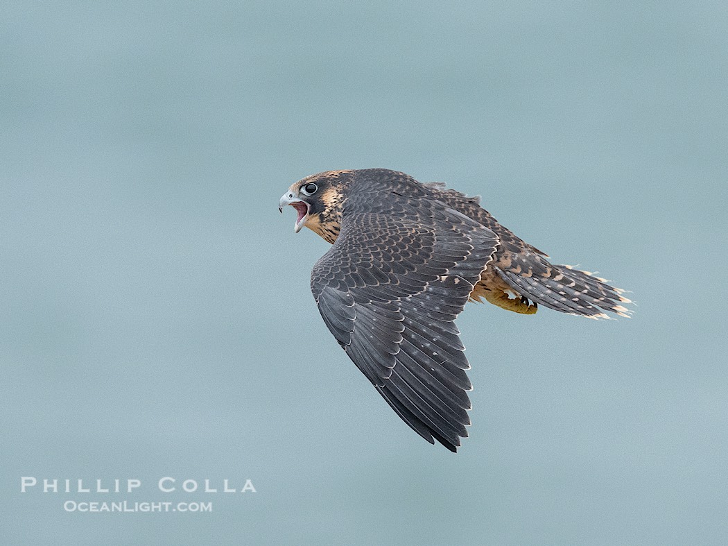Fledgeling Peregrine Falcon in flight, juvenile, Torrey Pines State Natural Reserve., Falco peregrinus, natural history stock photograph, photo id 41756