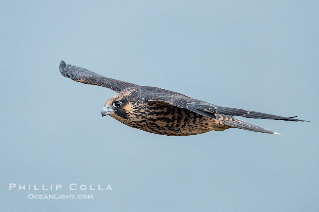 Fledgeling Peregrine Falcon in flight, juvenile, Torrey Pines State Natural Reserve., Falco peregrinus, natural history stock photograph, photo id 41755