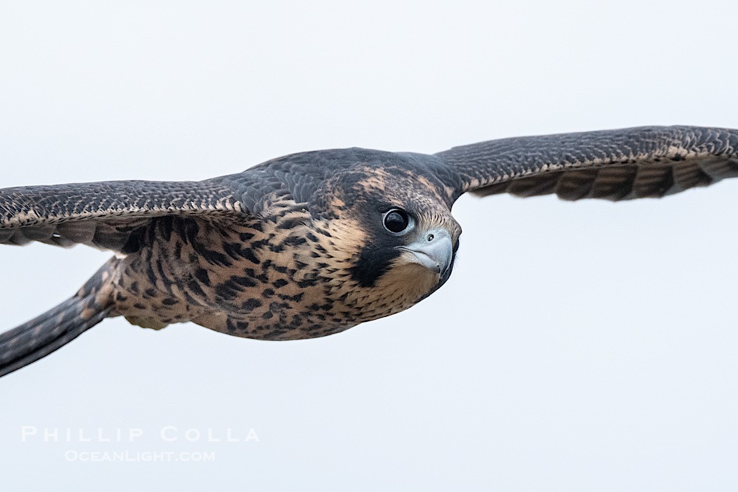Fledgeling Peregrine Falcon portrait in flight, juvenile, Torrey Pines State Natural Reserve., Falco peregrinus, natural history stock photograph, photo id 41748