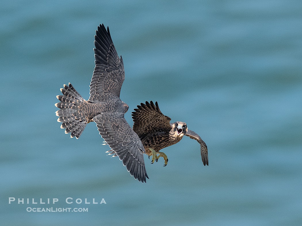 Fledgeling Peregrine Falcons in flight, juveniles, Torrey Pines State Natural Reserve., Falco peregrinus, natural history stock photograph, photo id 41742
