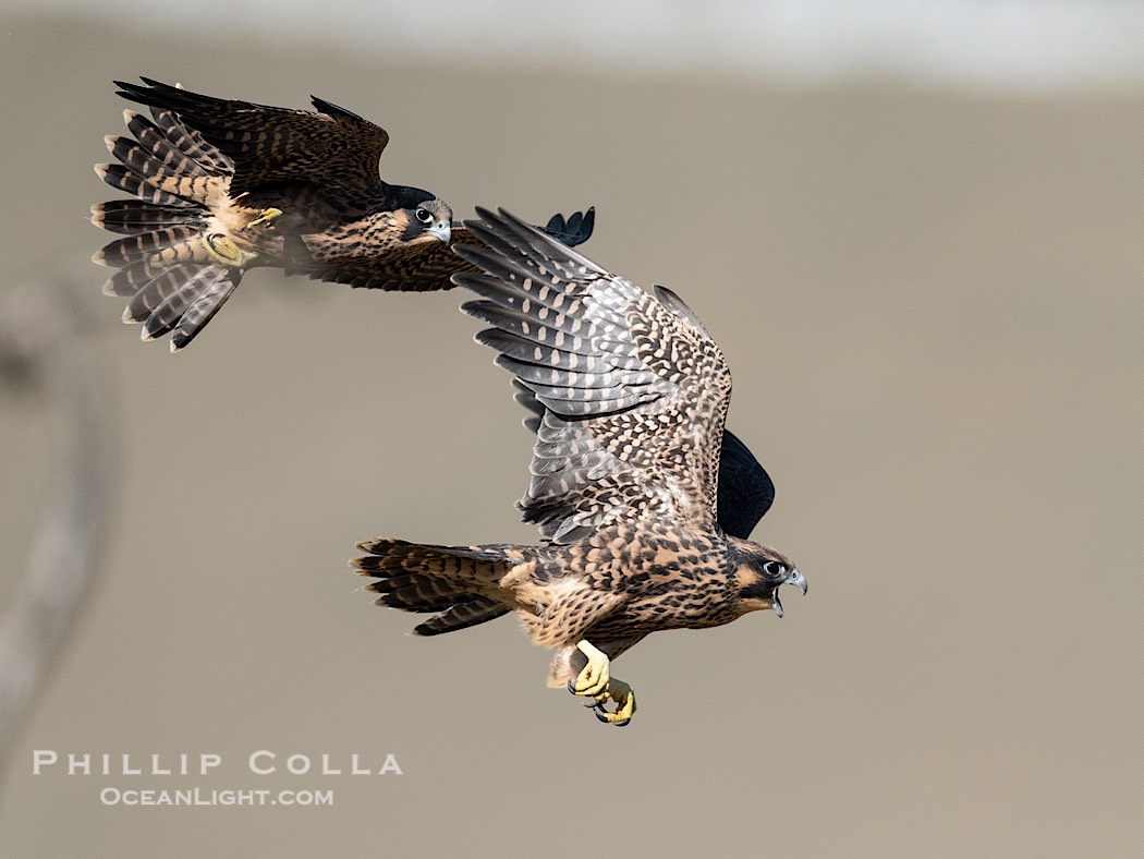 Fledgeling Peregrine Falcons in flight, juveniles, Torrey Pines State Natural Reserve., Falco peregrinus, natural history stock photograph, photo id 41744