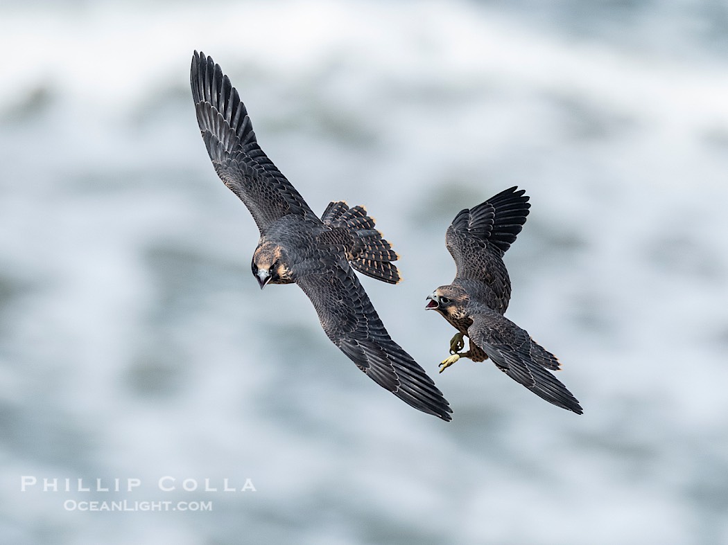 Fledgeling Peregrine Falcons in flight, juveniles, Torrey Pines State Natural Reserve., Falco peregrinus, natural history stock photograph, photo id 41743