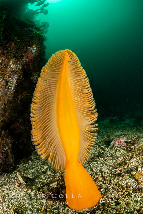 Fleshy Sea Pen, Ptilosarcus gurneyi, Vancouver Island. British Columbia, Canada, Ptilosarcus gurneyi, natural history stock photograph, photo id 35334