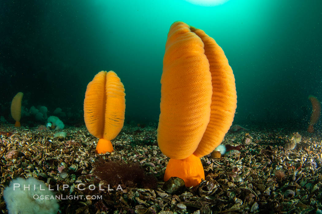 Fleshy Sea Pen, Ptilosarcus gurneyi, Vancouver Island. British Columbia, Canada, Ptilosarcus gurneyi, natural history stock photograph, photo id 35422