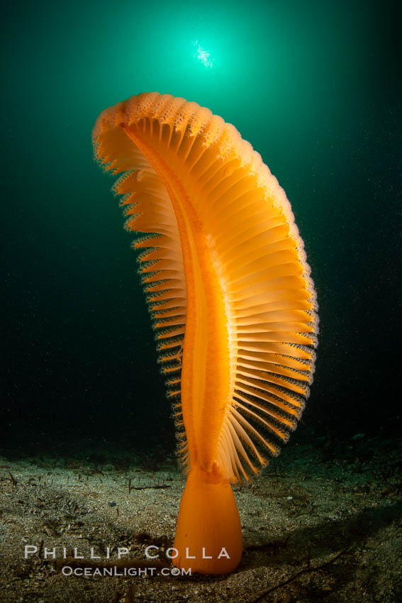 Fleshy Sea Pen, Ptilosarcus gurneyi, Vancouver Island, British Columbia,  Canada