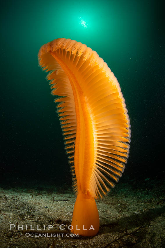 Fleshy Sea Pen, Ptilosarcus gurneyi, Vancouver Island, British Columbia, Canada Fleshy Sea Pen, Ptilosarcus gurneyi, Vancouver Island, British Columbia, Canada