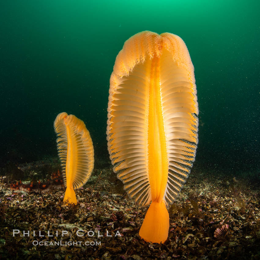 Fleshy Sea Pen, Ptilosarcus gurneyi, Vancouver Island. British Columbia, Canada, Ptilosarcus gurneyi, natural history stock photograph, photo id 35476