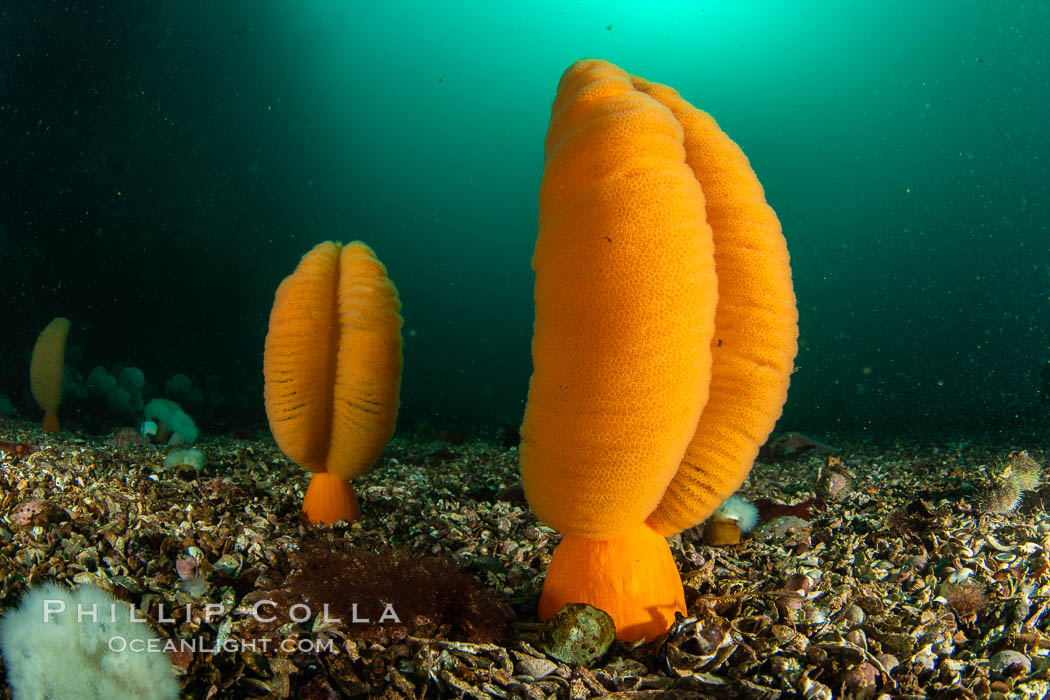 Fleshy Sea Pen, Ptilosarcus gurneyi, Vancouver Island. British Columbia, Canada, Ptilosarcus gurneyi, natural history stock photograph, photo id 35524