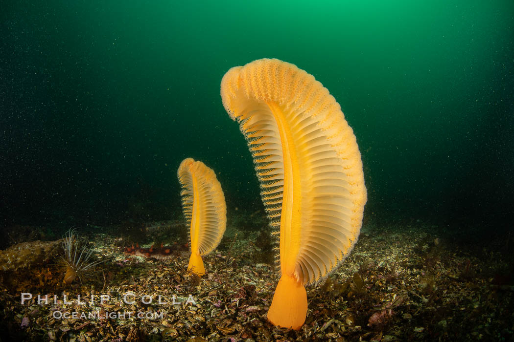 Fleshy Sea Pen, Ptilosarcus gurneyi, Vancouver Island. British Columbia, Canada, Ptilosarcus gurneyi, natural history stock photograph, photo id 35535