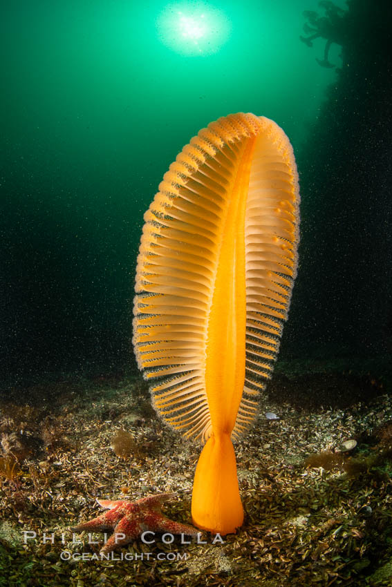 Fleshy Sea Pen, Ptilosarcus gurneyi, Vancouver Island. British Columbia, Canada, Ptilosarcus gurneyi, natural history stock photograph, photo id 35389