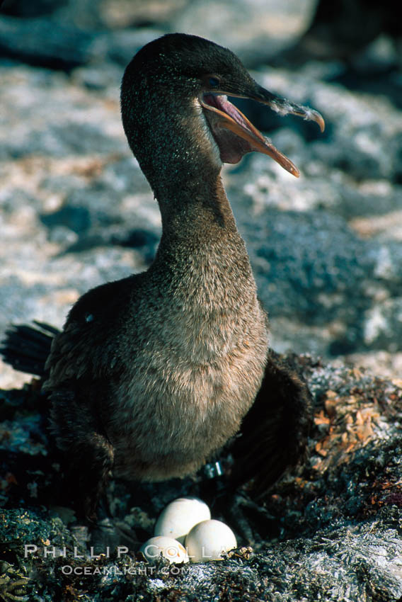 Flightless cormorant, Punta Espinosa. Fernandina Island, Galapagos Islands, Ecuador, Nannopterum harrisi, Phalacrocorax harrisi, natural history stock photograph, photo id 01754