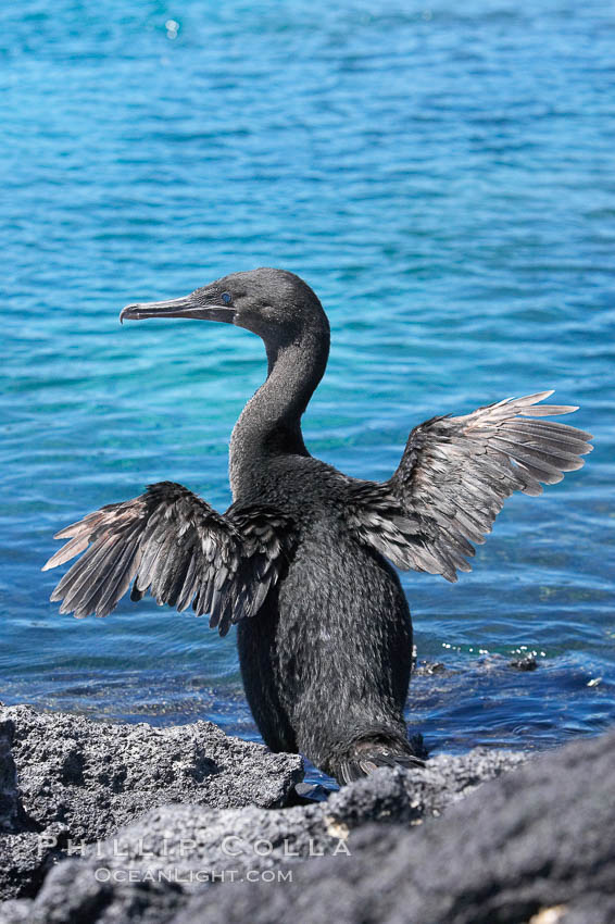 Flightless cormorant dries its stubby wings after emerging from the ocean.  In the absence of predators and thus not needing to fly, the flightless cormorants wings have degenerated to the point that it has lost the ability to fly, however it can swim superbly and is a capable underwater hunter.  Punta Albemarle. Isabella Island, Galapagos Islands, Ecuador, Nannopterum harrisi, Phalacrocorax harrisi, natural history stock photograph, photo id 16546