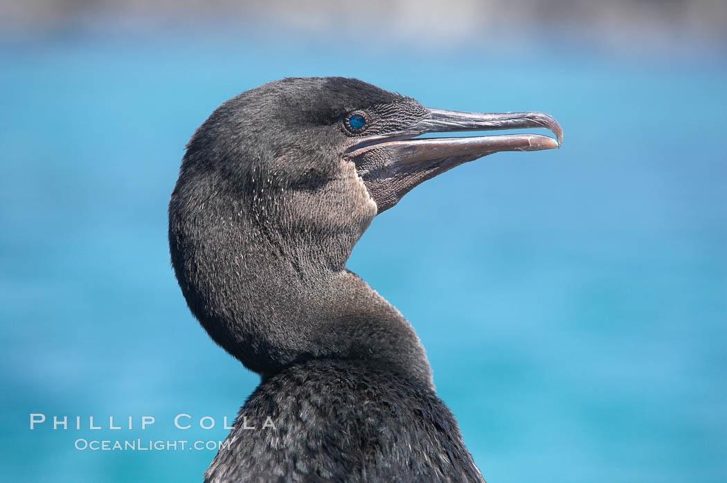 Flightless cormorant, head and neck profile.  In the absence of predators and thus not needing to fly, the flightless cormorants wings have degenerated to the point that it has lost the ability to fly, however it can swim superbly and is a capable underwater hunter.  Punta Albemarle. Isabella Island, Galapagos Islands, Ecuador, Nannopterum harrisi, Phalacrocorax harrisi, natural history stock photograph, photo id 16558