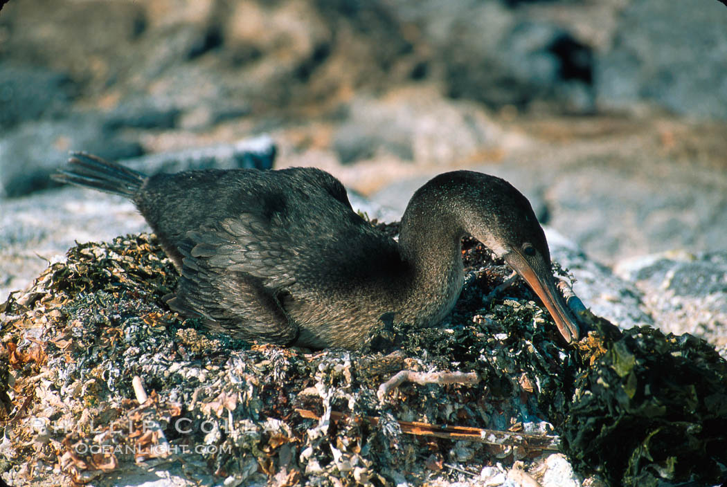 Flightless cormorant, Punta Espinosa. Fernandina Island, Galapagos Islands, Ecuador, Nannopterum harrisi, Phalacrocorax harrisi, natural history stock photograph, photo id 01760