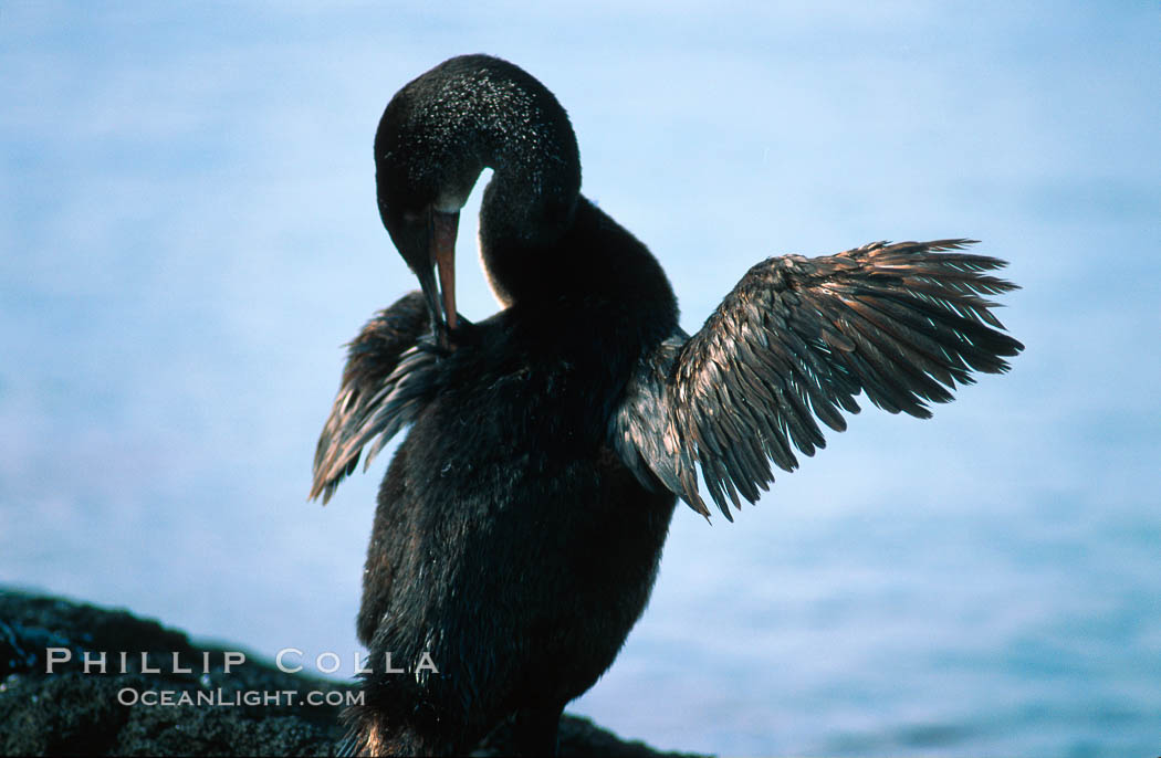 Flightless cormorant, Punta Espinosa. Fernandina Island, Galapagos Islands, Ecuador, Nannopterum harrisi, Phalacrocorax harrisi, natural history stock photograph, photo id 02284