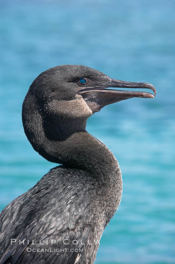 Flightless cormorant.  In the absence of predators and thus not needing to fly, the flightless cormorants wings have degenerated to the point that it has lost the ability to fly, however it can swim superbly and is a capable underwater hunter.  Punta Albemarle. Isabella Island, Galapagos Islands, Ecuador, Nannopterum harrisi, Phalacrocorax harrisi, natural history stock photograph, photo id 16552