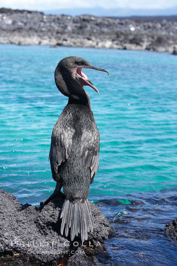 Flightless cormorant perched on volcanic coastline.  In the absence of predators and thus not needing to fly, the flightless cormorants wings have degenerated to the point that it has lost the ability to fly, however it can swim superbly and is a capable underwater hunter.  Punta Albemarle. Isabella Island, Galapagos Islands, Ecuador, Nannopterum harrisi, Phalacrocorax harrisi, natural history stock photograph, photo id 16556