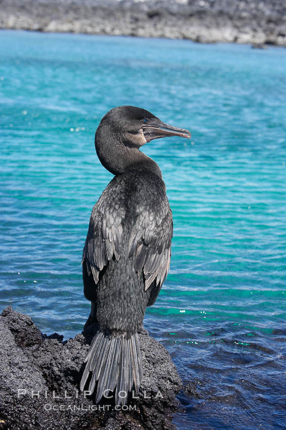 Image 16560, Flightless cormorant perched on volcanic coastline.  In the absence of predators and thus not needing to fly, the flightless cormorants wings have degenerated to the point that it has lost the ability to fly, however it can swim superbly and is a capable underwater hunter.  Punta Albemarle. Isabella Island, Galapagos Islands, Ecuador, Nannopterum harrisi, Phalacrocorax harrisi, Phillip Colla, all rights reserved worldwide. Keywords: above water, animal, animalia, aves, bird, chordata, cormorant, ecuador, endemic species, flightless cormorant, galapagos, galapagos islands, harrisi, isabella island, nannopterum harrisi, oceans, pacific, pelecaniformes, phalacrocoracidae, phalacrocorax, phalacrocorax harrisi, vertebrata, vertebrate, world heritage sites.