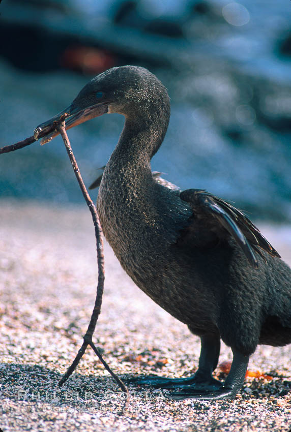 Flightless cormorant, Punta Espinosa. Fernandina Island, Galapagos Islands, Ecuador, Nannopterum harrisi, Phalacrocorax harrisi, natural history stock photograph, photo id 02283