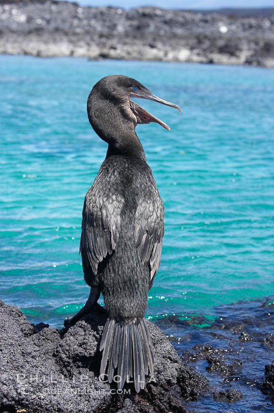 Flightless cormorant perched on volcanic coastline.  In the absence of predators and thus not needing to fly, the flightless cormorants wings have degenerated to the point that it has lost the ability to fly, however it can swim superbly and is a capable underwater hunter.  Punta Albemarle. Isabella Island, Galapagos Islands, Ecuador, Nannopterum harrisi, Phalacrocorax harrisi, natural history stock photograph, photo id 16547