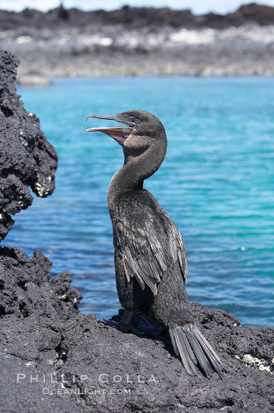 Flightless cormorant perched on volcanic coastline.  In the absence of predators and thus not needing to fly, the flightless cormorants wings have degenerated to the point that it has lost the ability to fly, however it can swim superbly and is a capable underwater hunter.  Punta Albemarle. Isabella Island, Galapagos Islands, Ecuador, Nannopterum harrisi, Phalacrocorax harrisi, natural history stock photograph, photo id 16551