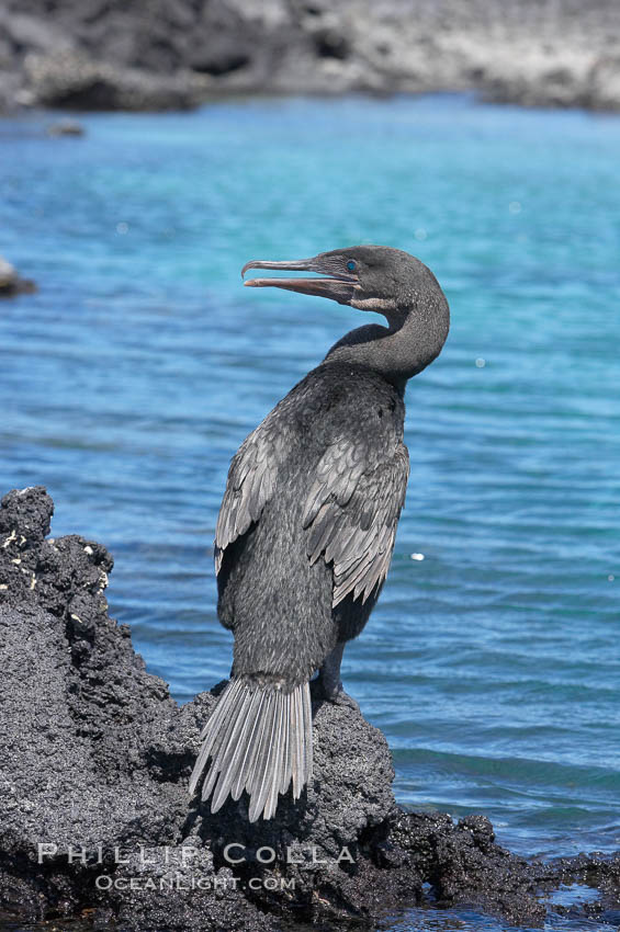 Flightless cormorant perched on volcanic coastline.  In the absence of predators and thus not needing to fly, the flightless cormorants wings have degenerated to the point that it has lost the ability to fly, however it can swim superbly and is a capable underwater hunter.  Punta Albemarle. Isabella Island, Galapagos Islands, Ecuador, Nannopterum harrisi, Phalacrocorax harrisi, natural history stock photograph, photo id 16555