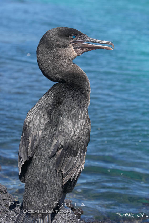 Flightless cormorant perched on volcanic coastline.  In the absence of predators and thus not needing to fly, the flightless cormorants wings have degenerated to the point that it has lost the ability to fly, however it can swim superbly and is a capable underwater hunter.  Punta Albemarle. Isabella Island, Galapagos Islands, Ecuador, Nannopterum harrisi, Phalacrocorax harrisi, natural history stock photograph, photo id 16563